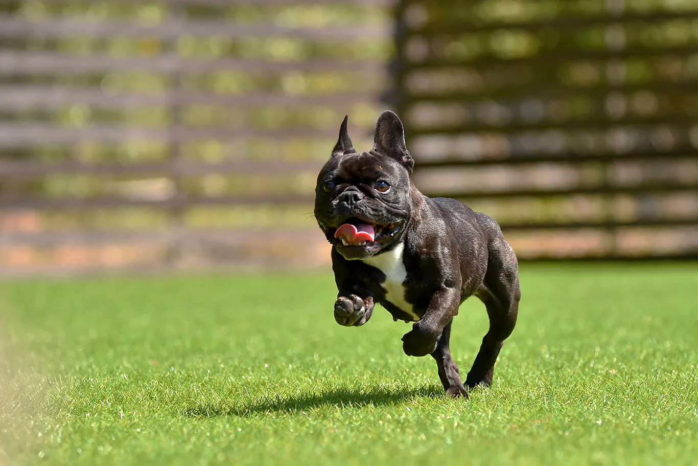 Juokseva ranskanbuldoggi tekonurmesta